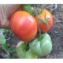 Редкие сорта томатов Немецкий Полосатый